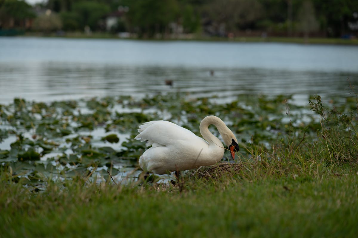 Solila salt flats with wading birds and Boka Bay mountains behind