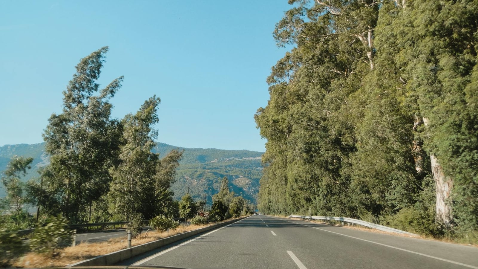 Tree-lined road between Tivat and Kotor